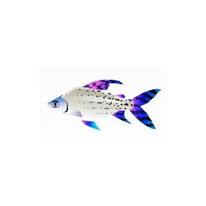 Violet Flagtail Characin